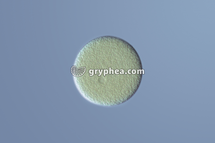 Oursin - Ovule (ovocyte) isolé x100 - gryphea.com